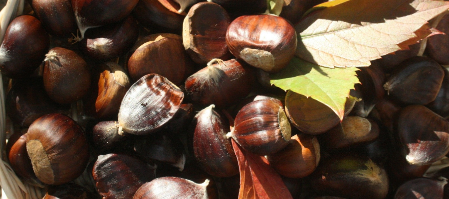 Kastanien in einem Korb mit bunten Herbstblättern